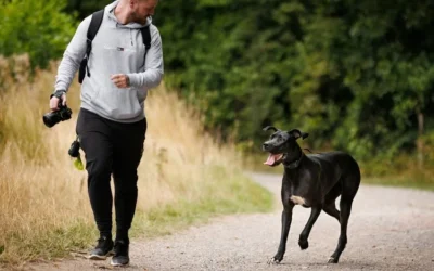 Dog Bite Cases In Florida & Involving Your Lawyer